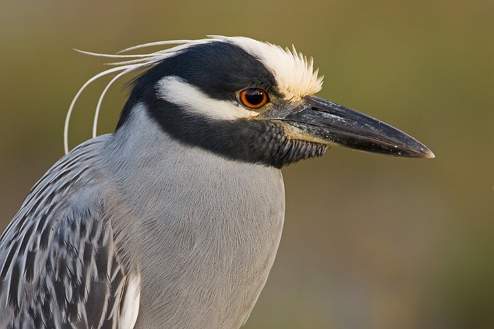 Nachtreiher Nycticorax nycticorax Night Heron